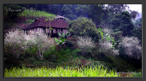 Trắng rừng hoa mận