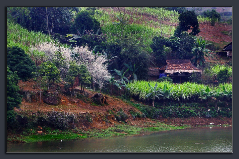 Trắng rừng hoa mận